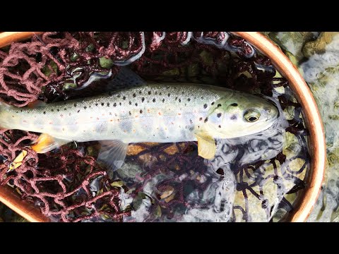 Видео: Ловля Форели в Карачаево-Черкесии! Очень красивые места силы!