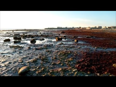 Видео: Золото и серебро из болота!