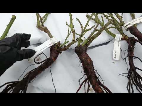 Видео: РОЗЫ. Распаковка и посадка.