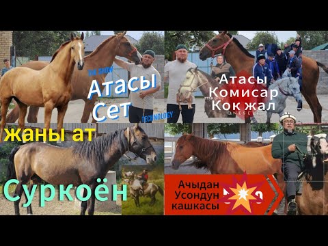 Видео: Бекиш ажы жашырбады барын айтты