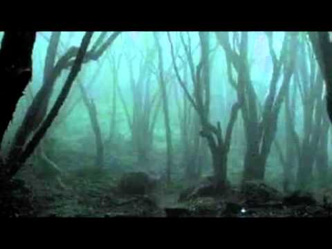 Видео: Скорей закапывай,  а то опять начнется !