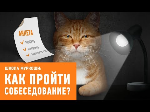 Видео: Как пройти собеседование в приюте?