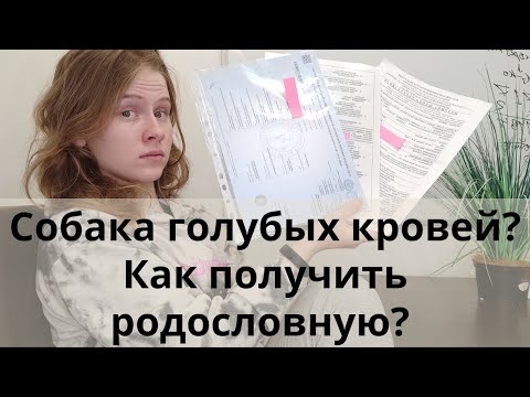 Видео: А вы знаете, как оформить родословную и зачем она нужна? Как купить родословную для собаки?