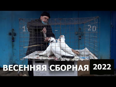 Видео: ВЕСЕННЯ СБОРНАЯ 2022. Птичий рынок. Москва, Белая дача, рынок "Садовод"