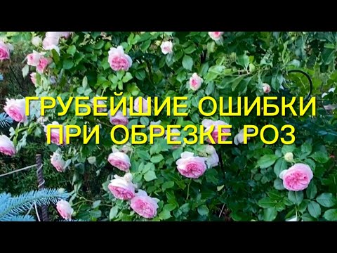 Видео: Розы. Важно!!! Грубейшие ошибки, которые могут Вас лишить второго цветения. Обрезаем розы правильно.