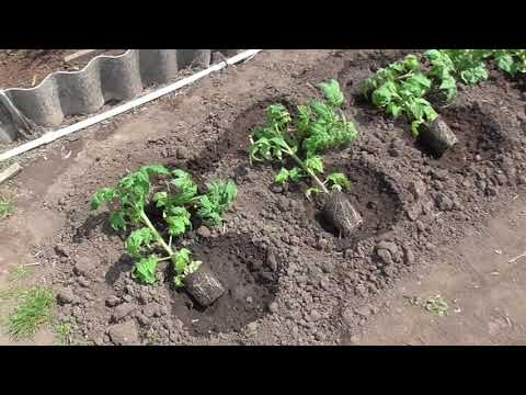 Видео: Томатных Гномов - иностранцев высадила в открытый грунт. Ольга Чернова.