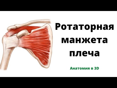 Видео: Ротаторная манжета плеча