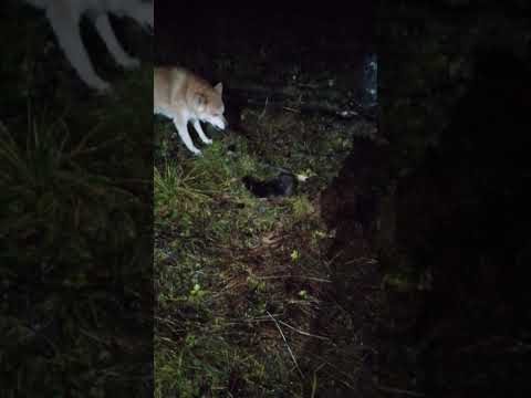 Видео: 29 октября 2025 г.