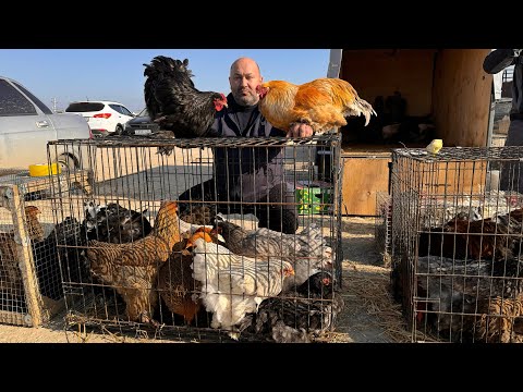 Видео: Любимое Блюдо Каждого Человека На Земле