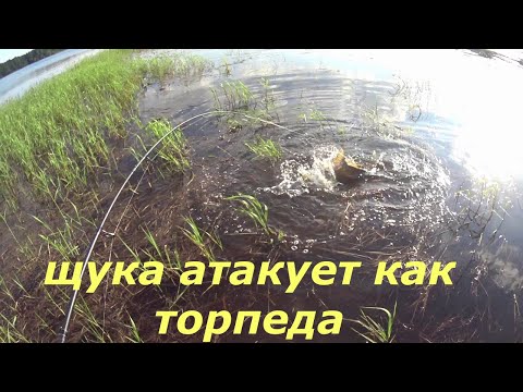 Видео: Щука атакует как торпеда. Рыбалка на поверхности в траве.