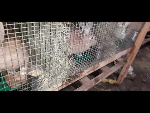 Видео: Вот это приколы в крольчатнике!!!