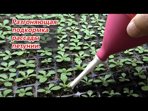 Видео: Подкормка петунии для разгона кустика. Ускоряем развитие рассады.