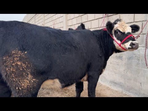 Видео: 9 ноября 2025 г.