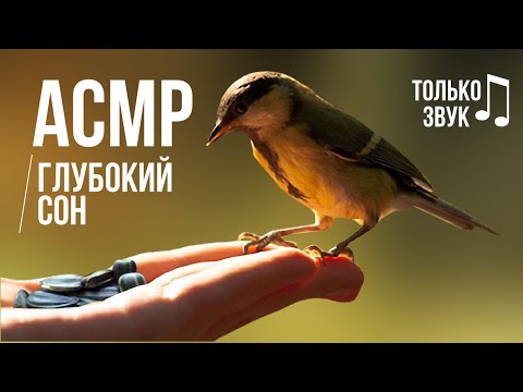 Видео: АСМР – Кормим птиц из рук, легкий шепот с ушка на ушко ⁄ 3D ♬ #32