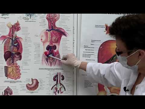 Видео: Ежедневные обязательные мероприятия, при наследственном, кандидамикозе слизистых оболочек.