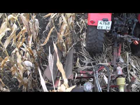 Видео: Уборка кукурузы в початках.