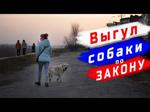 Видео: Выгул Собаки по Закону. ЭТО Вообще Возможно?!