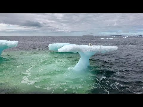 Видео: Рыбаки думали что это тюлень на дрейфующей льдине, но когда приблизились то сильно удивились