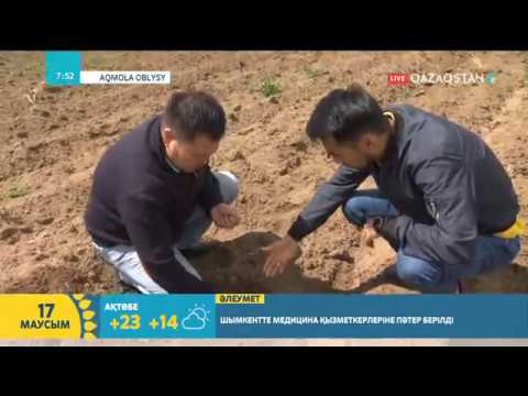 Видео: Егін егу науқаны қалай жүргізіледі? | Серік Жұмабек