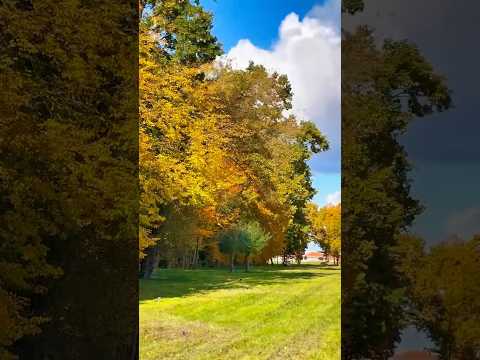 Видео: Калининград осенний 🍁#2025 #недвижимость