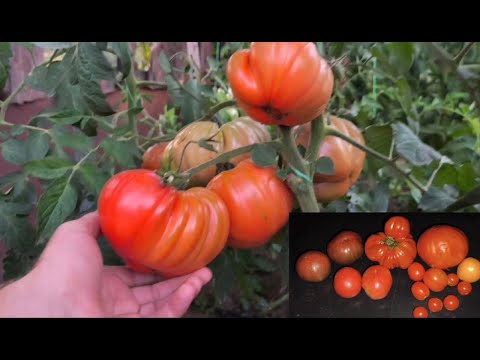 Видео: Супер урожай помідорів 🍅  Еколочно чисті, смачні томати без хімікатів!!! 🍅🍅🍅