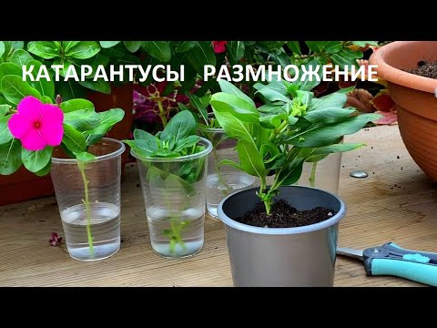 Видео: Осеннее черенкование катарантусов.  Это просто!!!