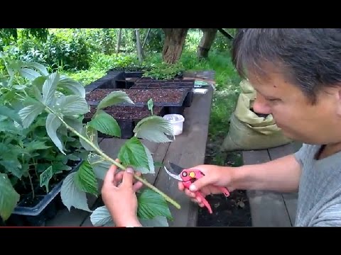 Видео: Черенкование малины 5 сортов (эксперимент№2)