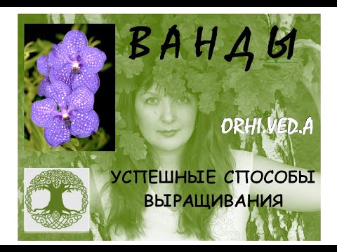 Видео: ОРХИДЕИ ВАНДЫ _ УСПЕШНЫЕ СПОСОБЫ ВЫРАЩИВАНИЯ _