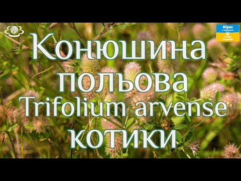 Видео: Конюшина польова (Trifolium arvense) котики