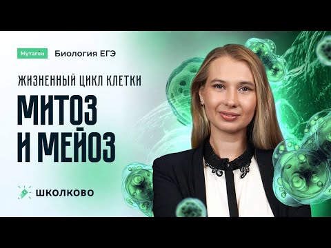 Видео: Жизненный цикл клетки: митоз и мейоз  | Подготовка к ЕГЭ 2026 по биологии