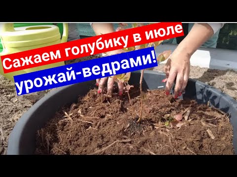 Видео: Сажаем голубику в июле. Способ, о котором вы точно не знали - урожай ведрами!