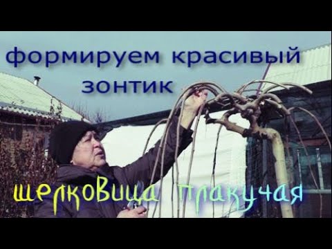 Видео: Декоративная  обрезка шелковицы плакучей. Как правильно сформировать красивый зонтик.