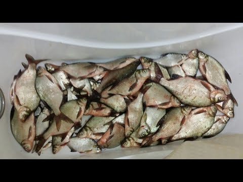 Видео: Зимняя ловля леща на Сурском водохранилище 19.12.2016 год  Итого 14 кг