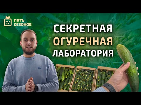 Видео: СЕКРЕТНАЯ ОГУРЕЧНАЯ ЛАБОРАТОРИЯ