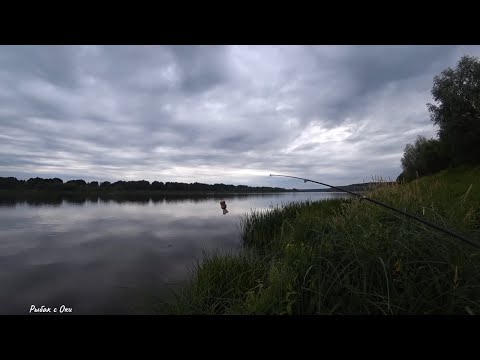 Видео: Макаешь и ПОКЛЁВКА ЛЕЩА на САЛО и СИЛИКОН! Рыбалка на Донки на Оке!