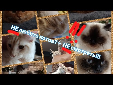 Видео: Всё -всё про котов!🐈 Мурчание котят😻 Аллергикам не рекомендуется просмотр! ))))🙅🤧😿