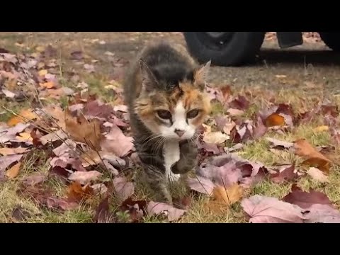 Видео: Всепогодный домик мисс Маффи на веранде 😸