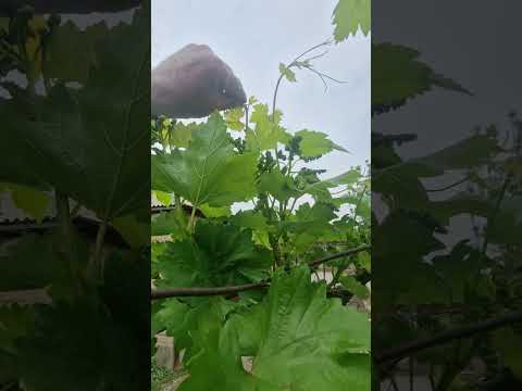 Видео: давоми кам кардани хушахои ангури Велес