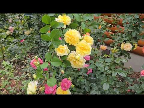 Видео: 23 сентября 25г.  Осенняя прогулка по даче , в преддверии  обрезки роз .🌹🍁🍁🍂🍁🍁🍁