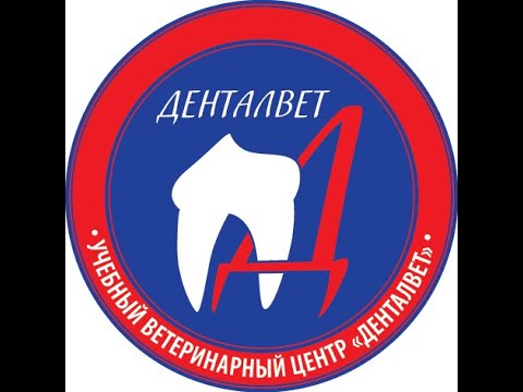 Видео: 5 шагов к здоровью 30 зубов Спирина Анна Сергеевна.