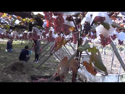Видео: Япония. Виноградники города-сада Кацунума префектуры Яманаси/Budo,Katsunuma city,Yamanashi Pref.