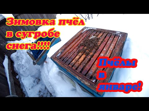 Видео: ЗИМОВКА ПЧЁЛ В УЛЬЯХ РУТА НА ВОЛЕ ПОД СНЕГОМ, РАСПОЛОЖЕНИЕ КЛУБА, ВЕНТИЛЯЦИЯ.