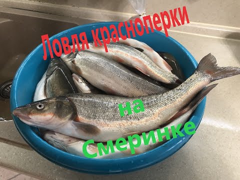 Видео: Открытие сезона ловля красноперки на Смеринке 2023 год