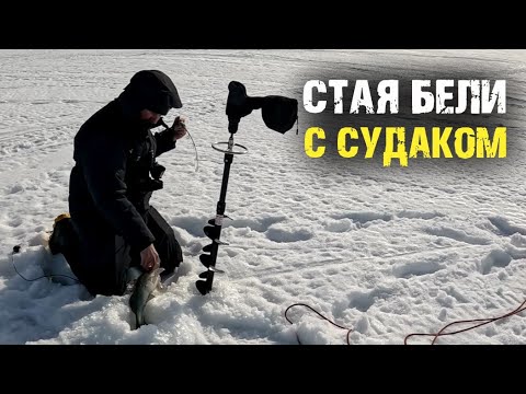 Видео: СУДАК ВЫСКАКИВАЛ ИЗ СТАИ БЕЛИ, ВЕСНА ПРИШЛА