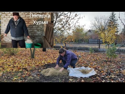 Видео: Посадила Хурму і відразу вдарив мороз! Харків