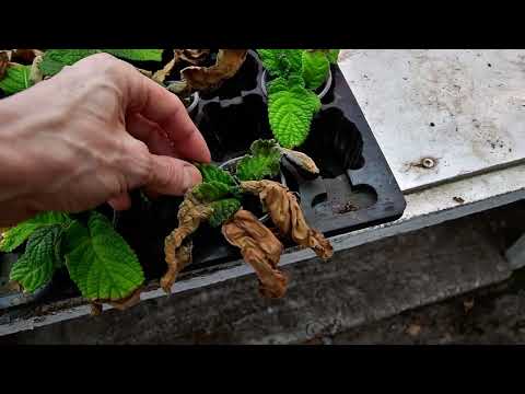 Видео: Стрептокарпусы без полива. Три месяца выживания. Живучесть стрептокарпусов.