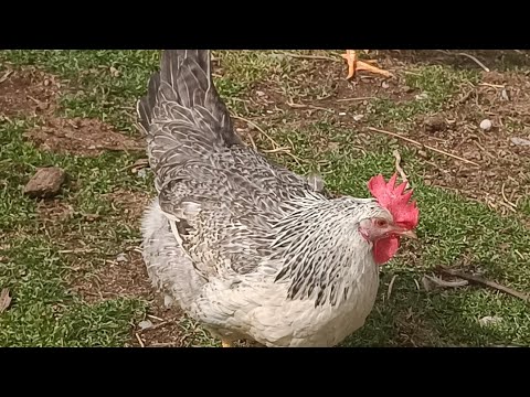Видео: Тауықты курік қылу👍. Тауыкка не берсек курік болады 🤔🔥