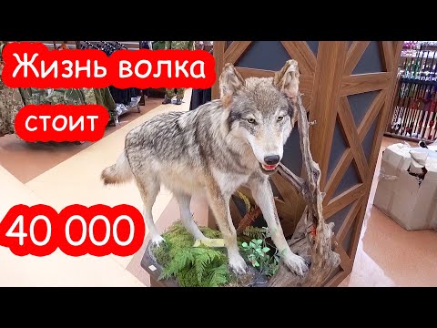 Видео: VLOG Мы купили лодку