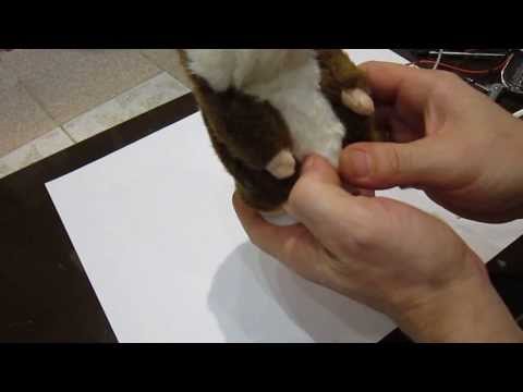 Видео: Говорящий хомяк, ремонт.