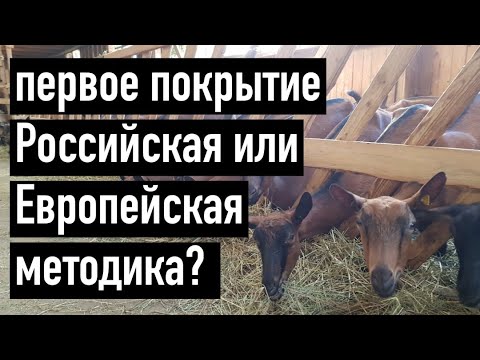 Видео: ДОМ В СЕЛЕ. КОГДА ПОКРЫВАТЬ КОЗОЧКУ? ВОЗРАСТ И ВЕС ПЕРВОГО ПОКРЫТИЯ КОЗОЧЕК. Возраст и вес козочек.